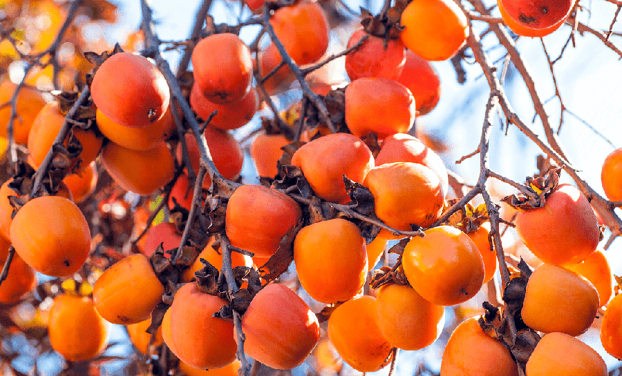 Persimmon, khurma