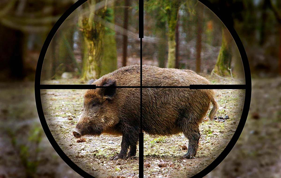 boar hunting