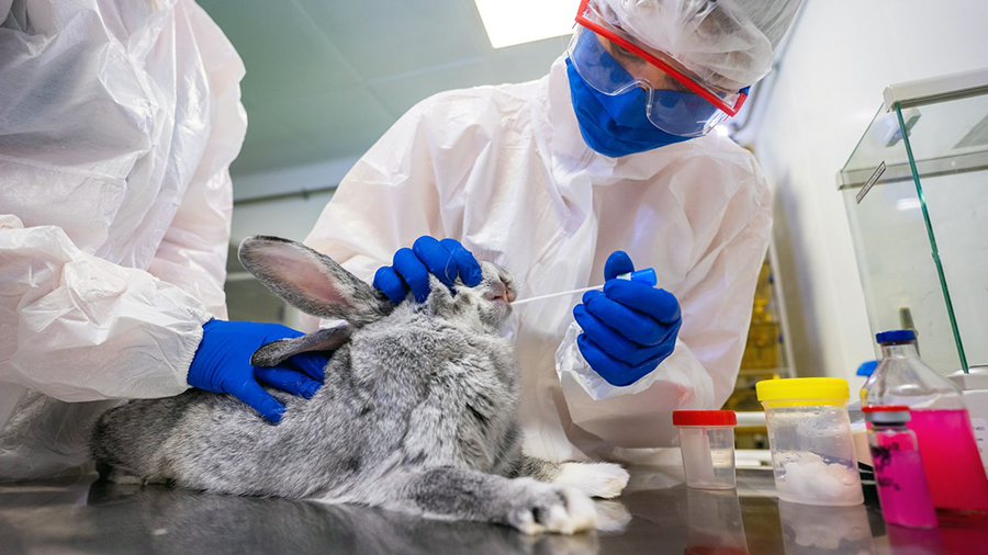 COVID vaccine for animals