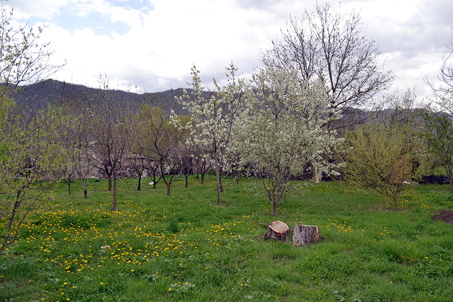 Narek Madoyan garden