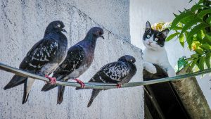 cat and pigeons