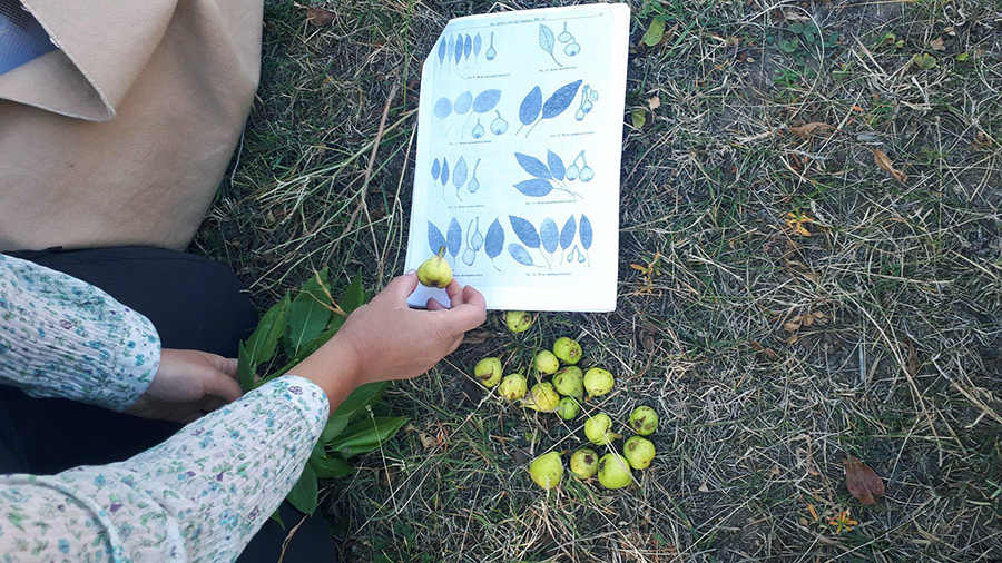 pears Armenia