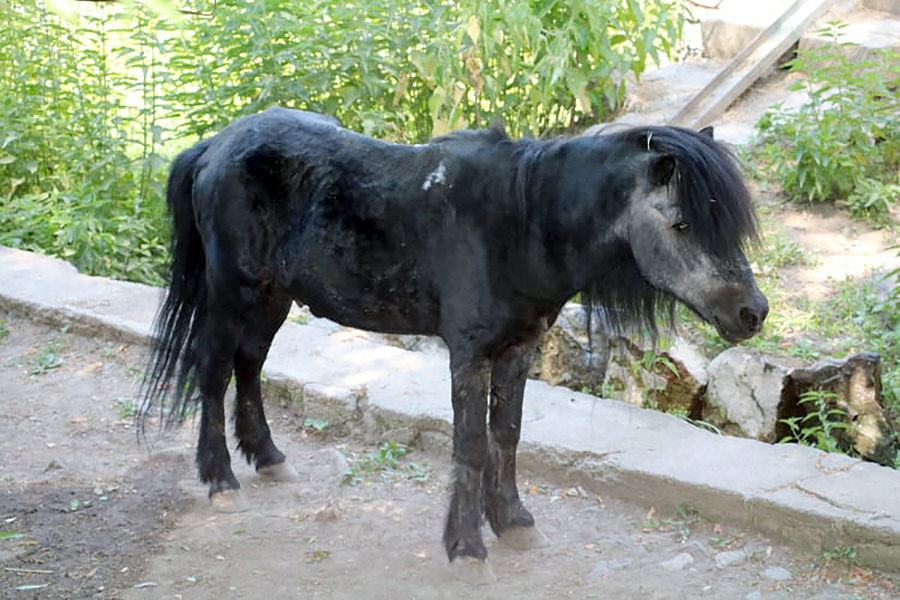 zoo Yerevan