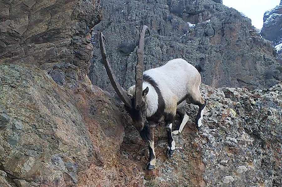 goat-bezoar goat bezoar