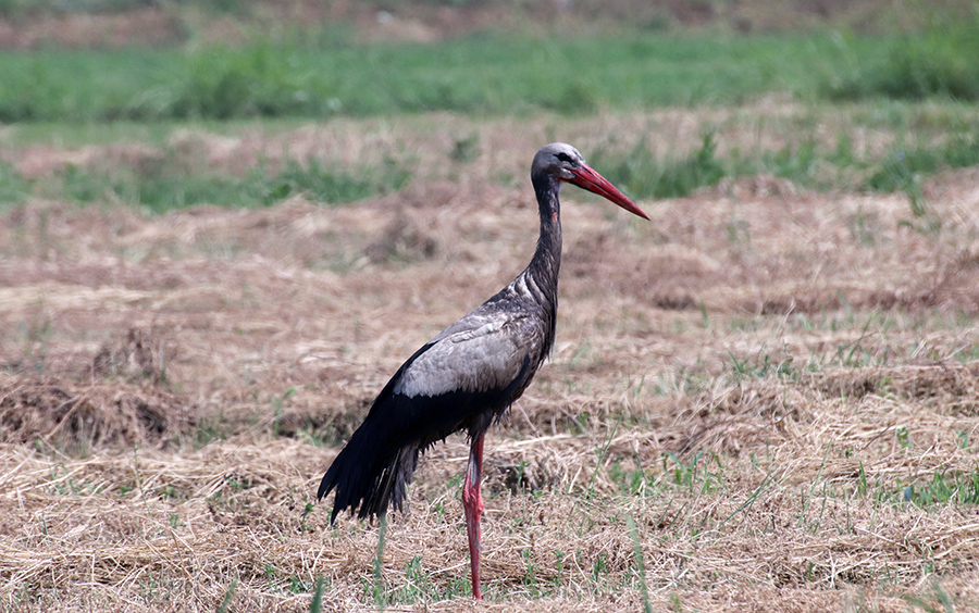 stork-1 Stork