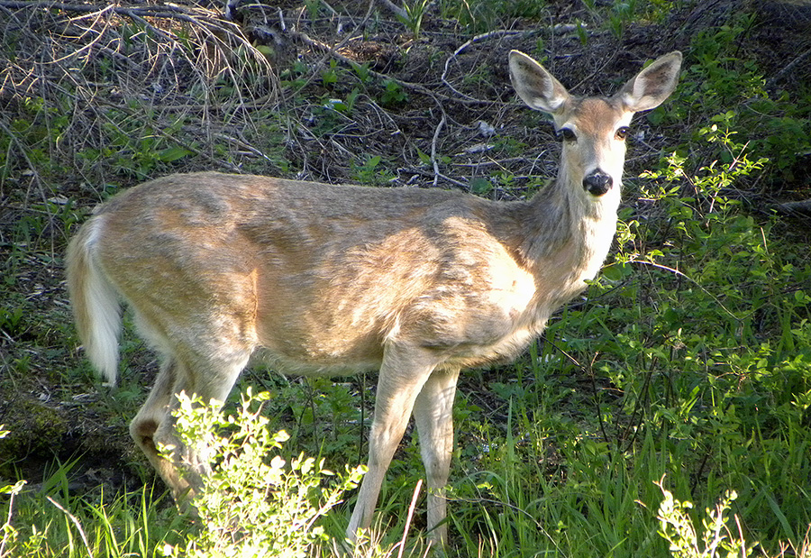 white tailed deer