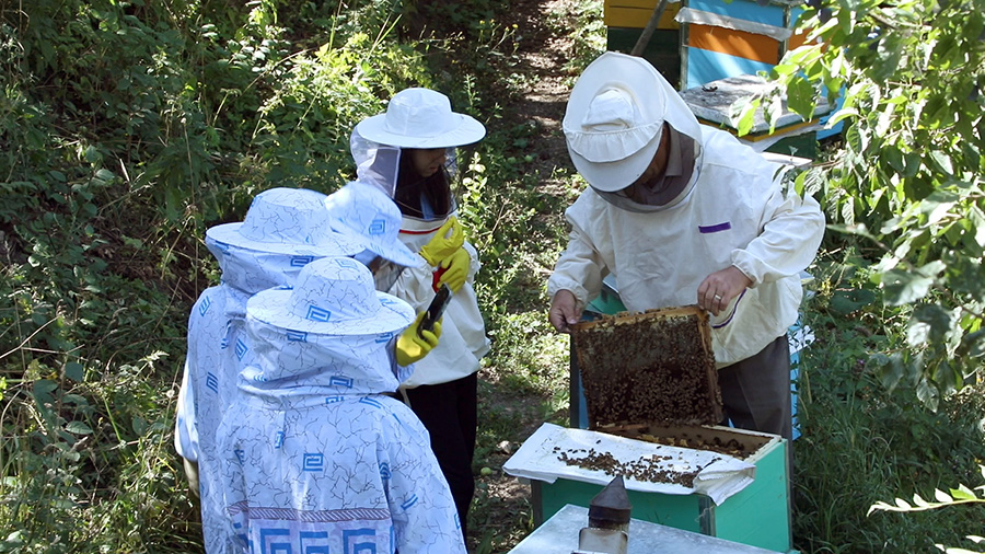 My agrisummer project