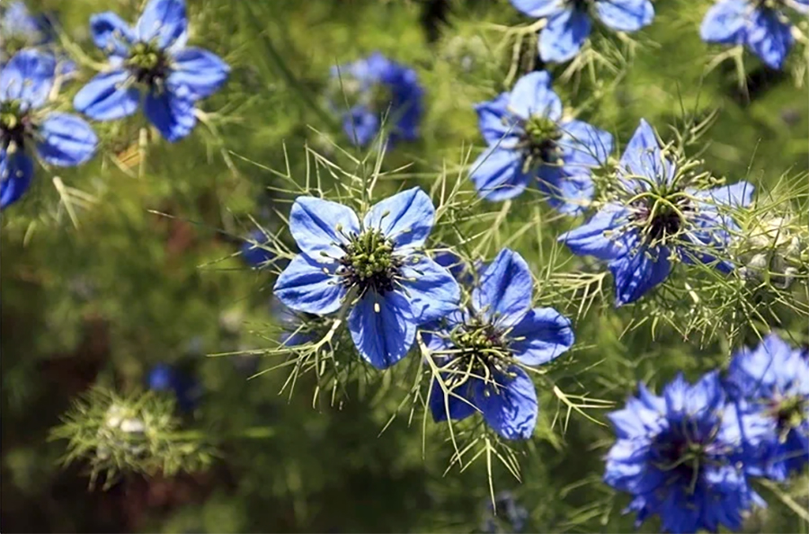 Nigella sativa