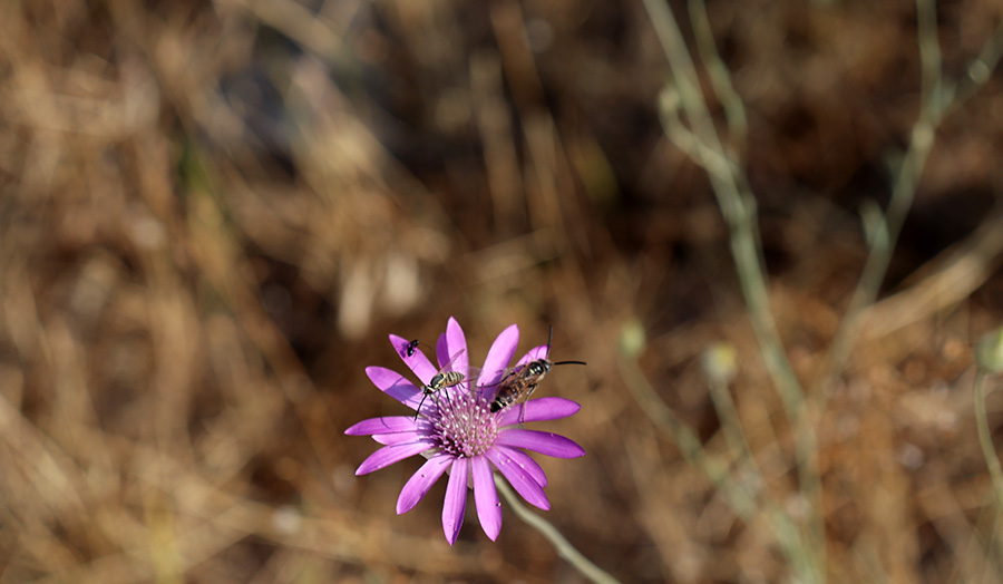 armenian ecology site