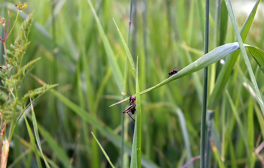 armenian ecology site
