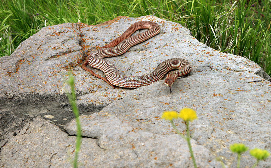 armenian ecology site