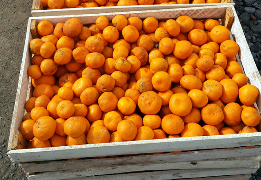 mandarin Georgia mandarin