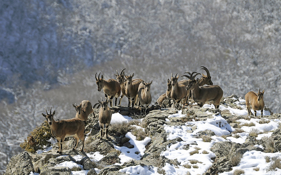 goat-bezoar-1 bezoar goat