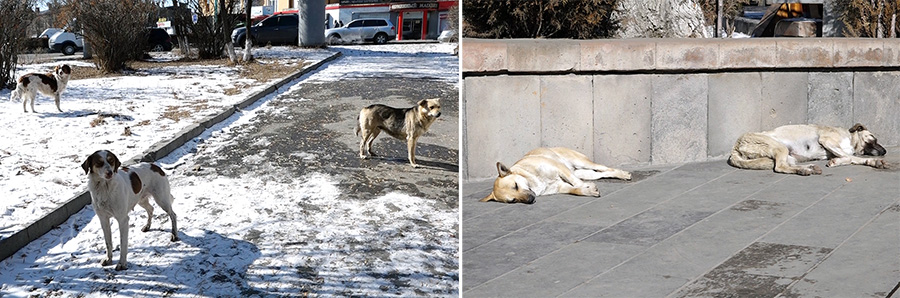 dogs Gyumri