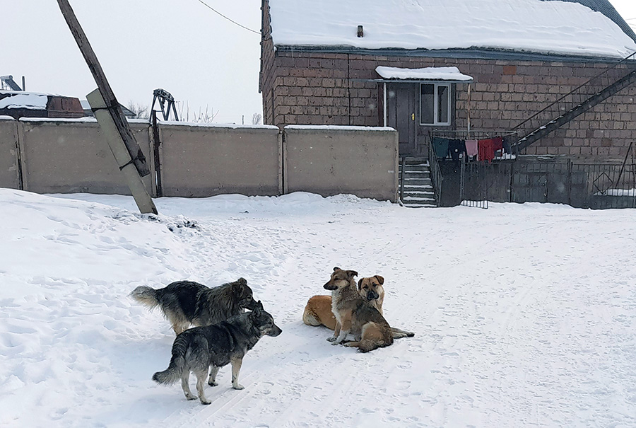 dogs Gyumri