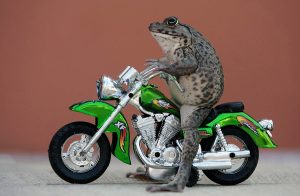frog
