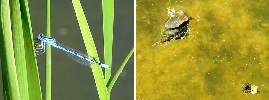 water fauna