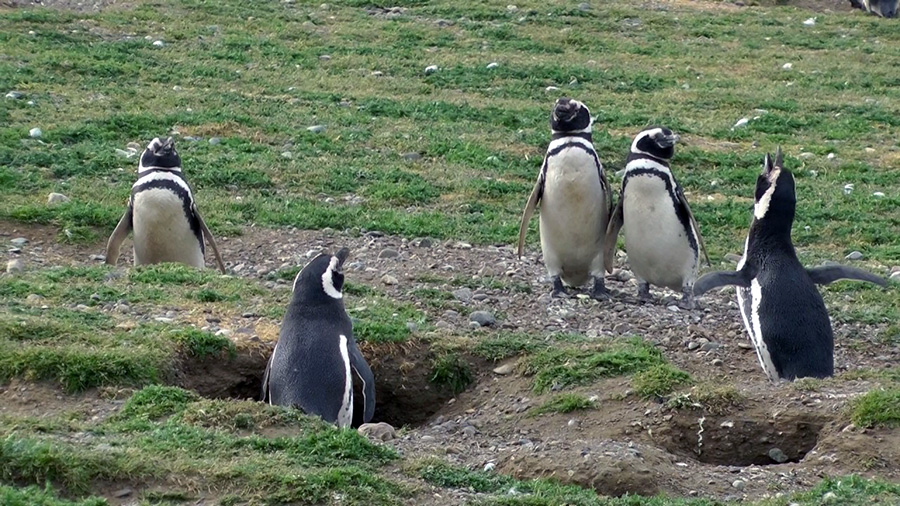 penguins magellanic Chili