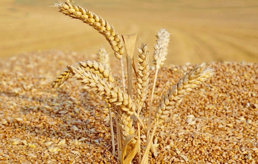 wheat
