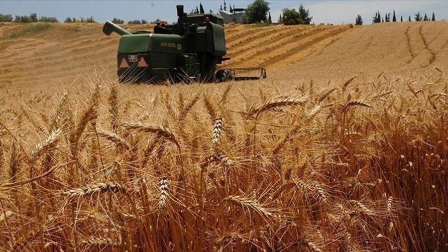 wheat-economy-war wheat economy war