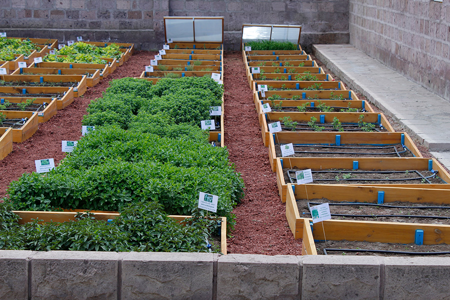 Green project Shirak