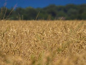 Georgia wheat