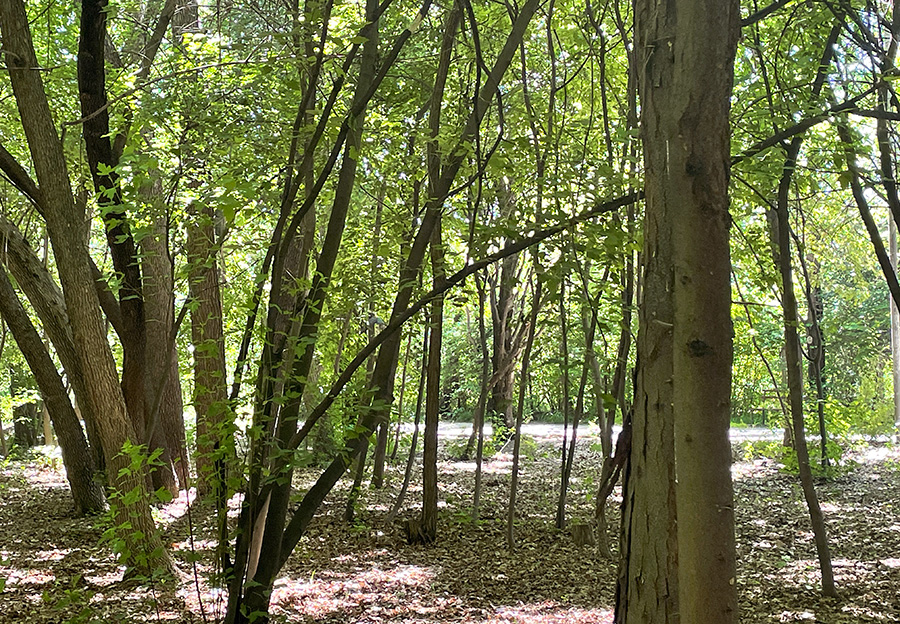 Botanical garden Yerevan