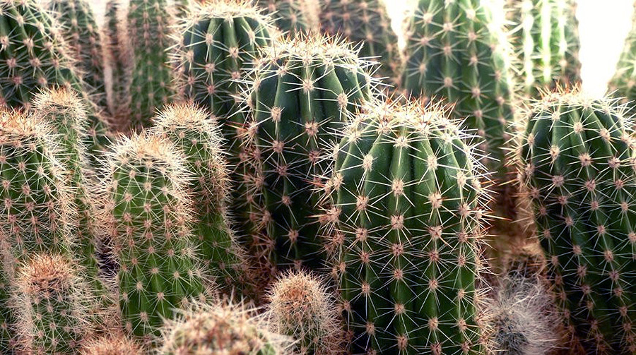 cactus