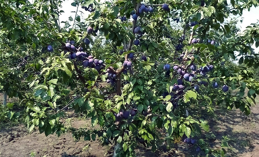 plums