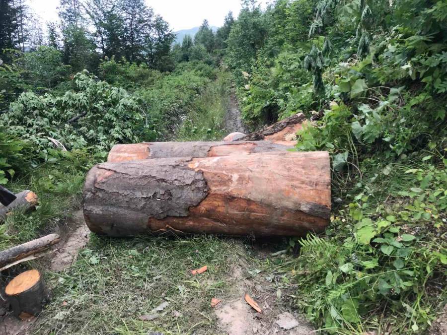 deforestation-vanadzor deforestation in Vanadzor