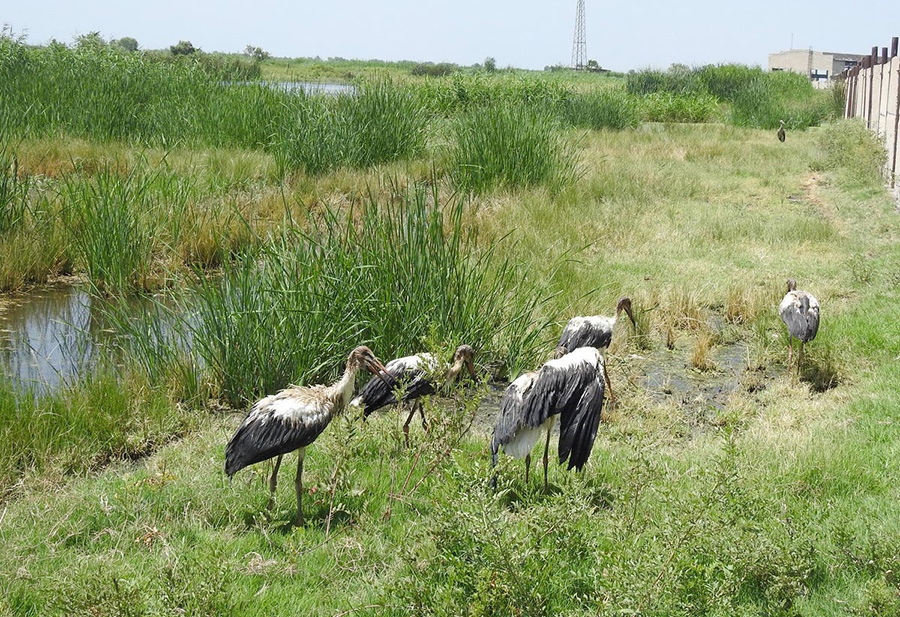 storks