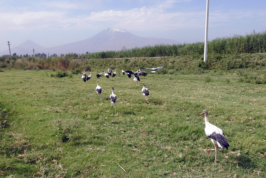 storks