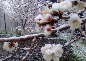 apricot tree