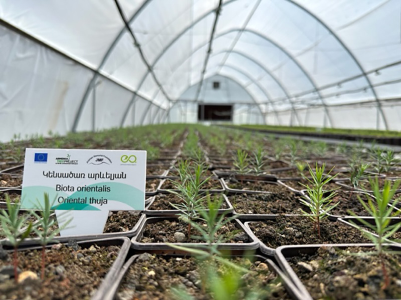 shirak-tree Shirak marz trees