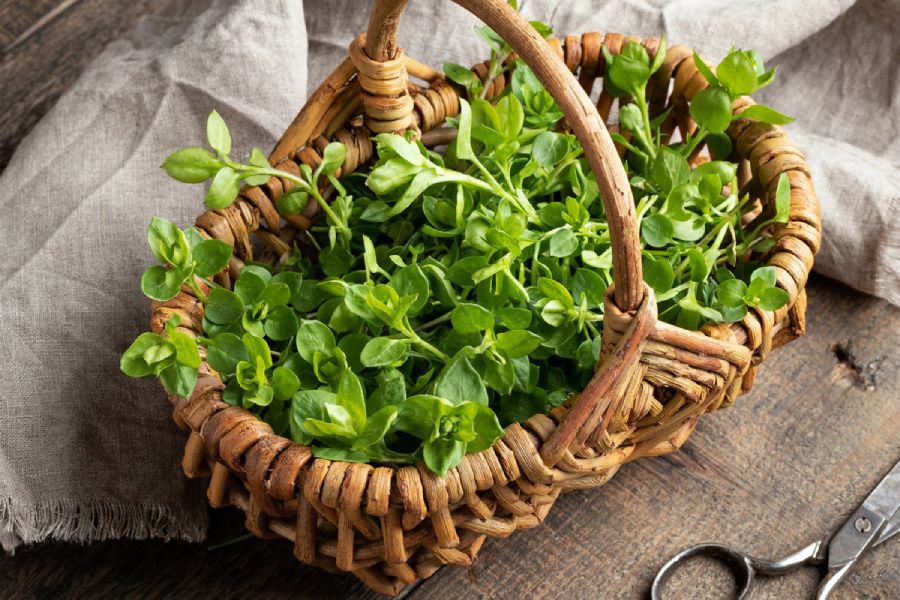 edible herbs