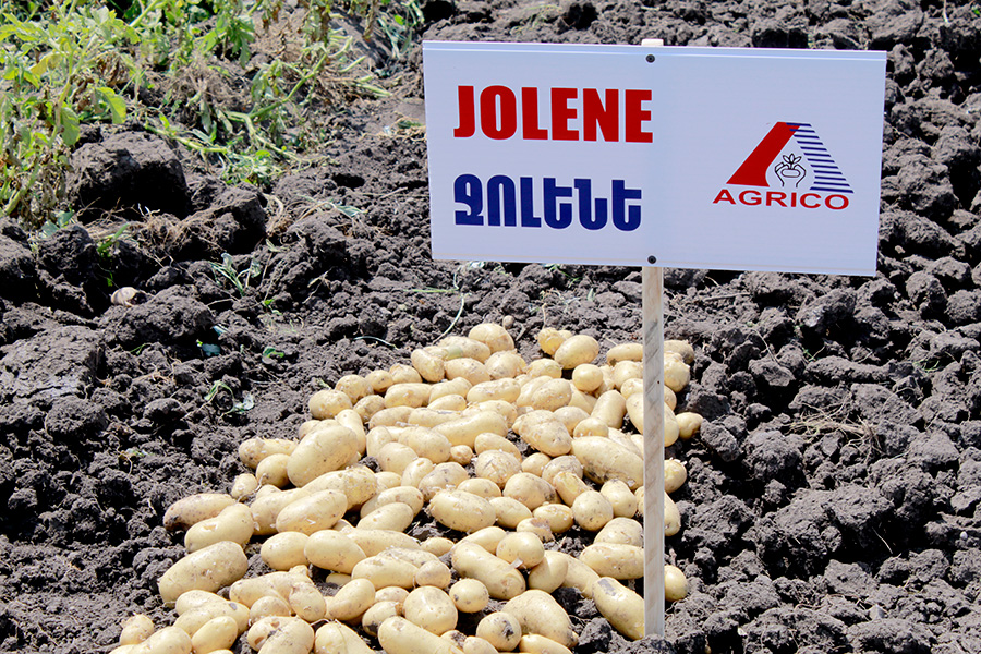 «Ագրիկո» ընկերության ցուցահանդես