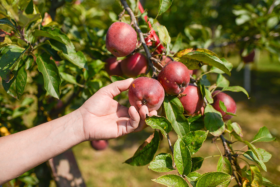 խնձորի ծառի ճյուղ