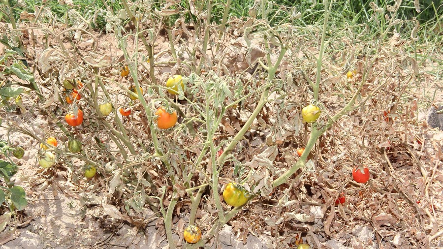 Չորացած բերք