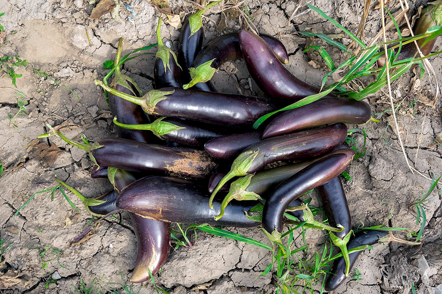 մի քանի սմբուկ գետնին