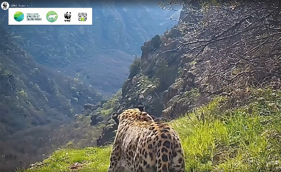 Ընձառյուծի զբոսանքը Խոսրովի անտառում