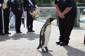 Պինգվինին թագադրում են