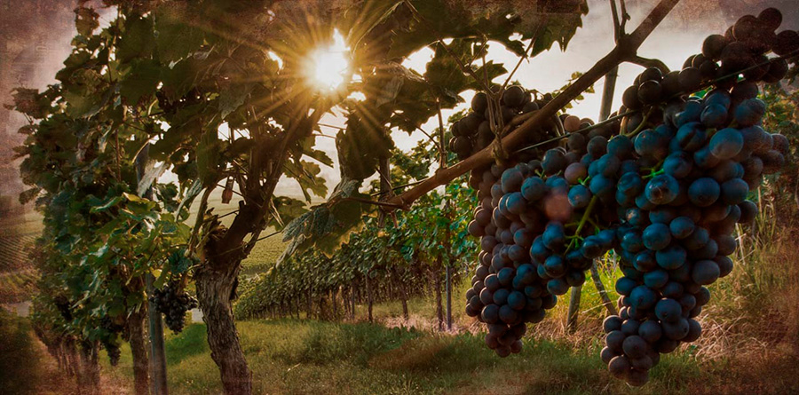 Հայկական խաղող