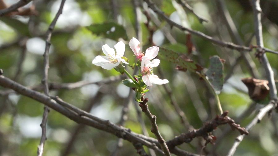 Ծառի բողբոջ