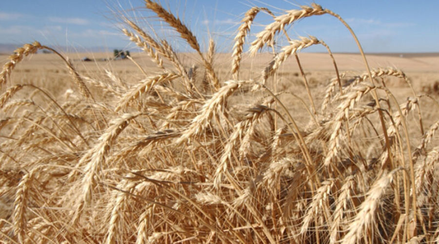 Ցորենի դաշտ