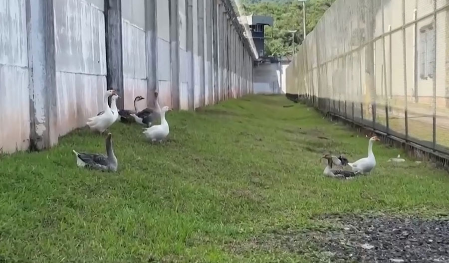 Սագերը բրազիլական բանտում