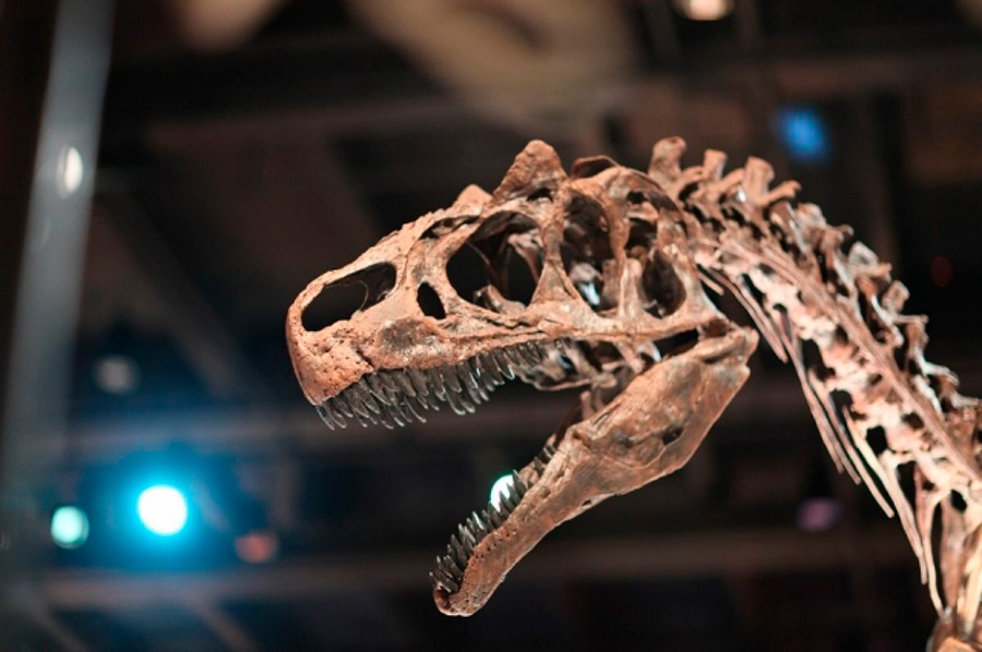 Արգենտինայում հայտնաբերված դինոզավրը