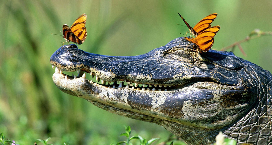 կոկորդիլոս