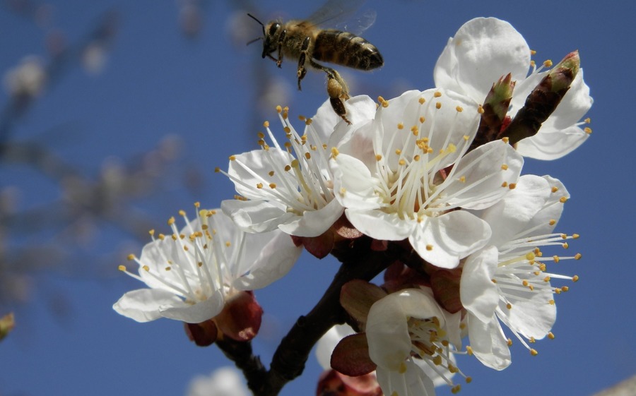 ծաղիկ, փոշոտում