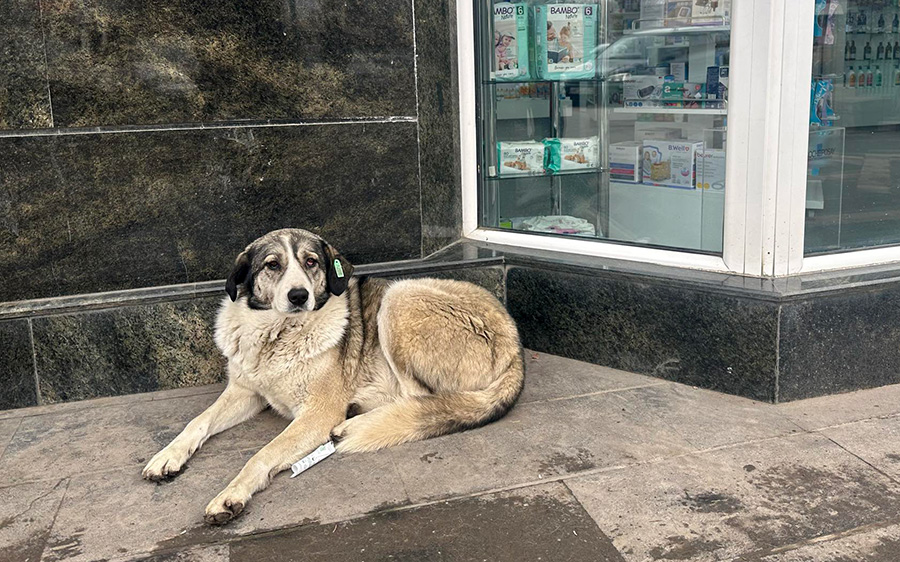 Գյումրի, թափառող շներ