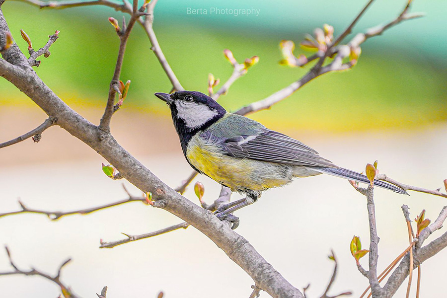 bird-great-tit | Aliq Media Armenia մեծ երաշտահավ